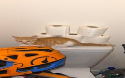 Mixed Breed cats for sale: Kitten for sale  - Image 1