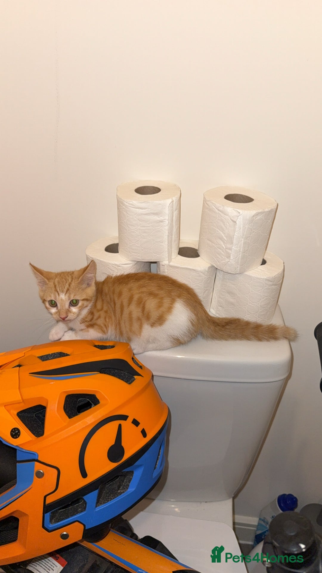 Mixed Breed cats for sale: Kitten for sale  - Image 1