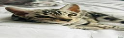 Bengal cats for sale: Pure Silver Female Bengal  in Loughborough - Advert 3