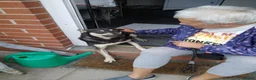 Mixed Breed dogs for adoption: Amazing Annie - Advert 6