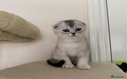 Scottish Fold cats for sale: Scottish fold kittens 😸  - Image 8
