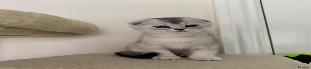 Scottish Fold Kitten 1