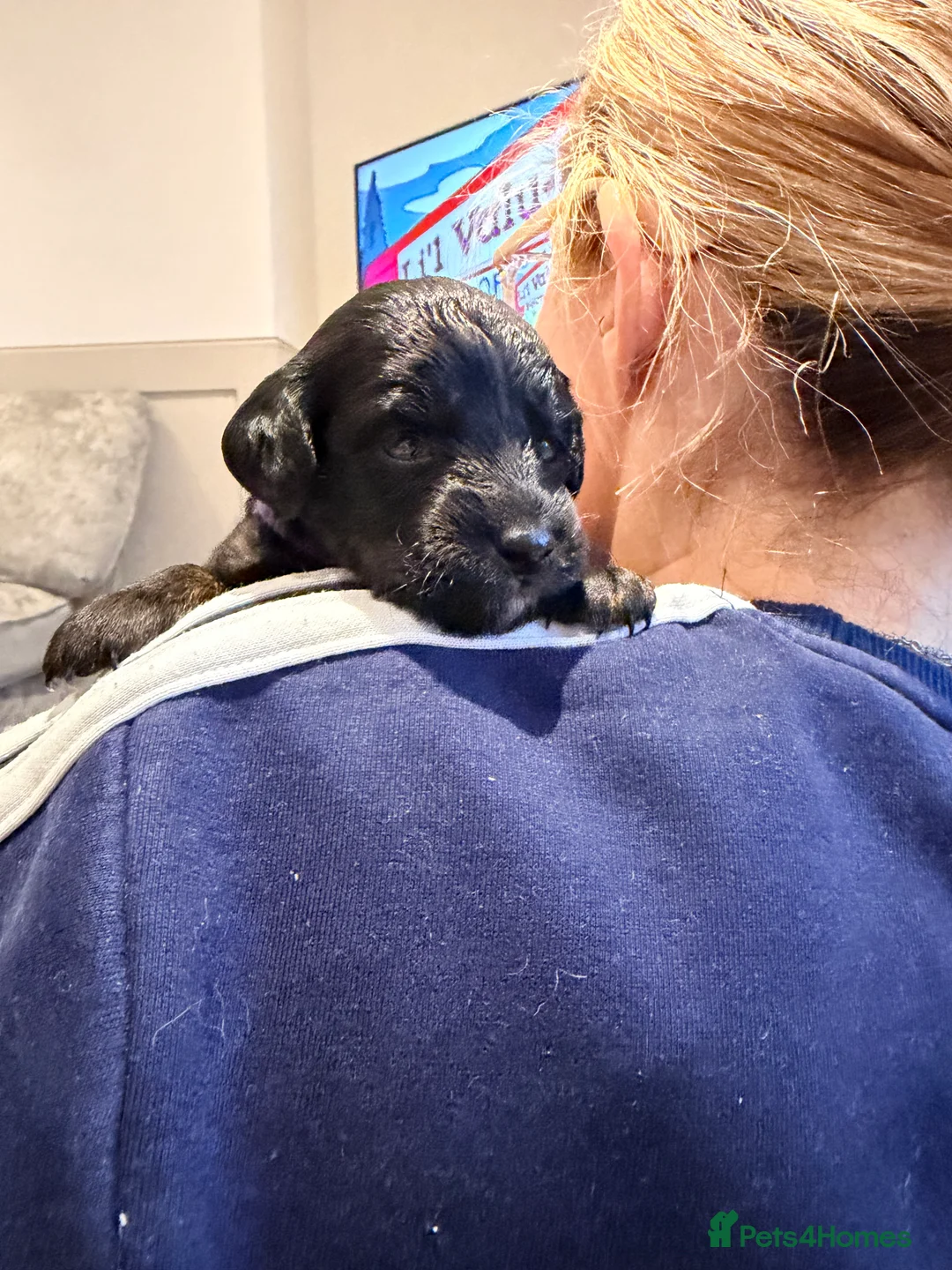 Mixed Breed dogs for sale: Loodlepoo Puppies  - Advert 21