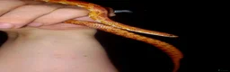 Corn Snake reptiles for sale: Corn snakes forsale 2025 corn snakes 2026 clutches - Advert 16