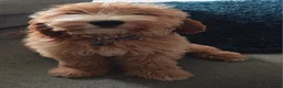 Cockapoo dogs for sale: Cockapoo Puppy - Advert 4