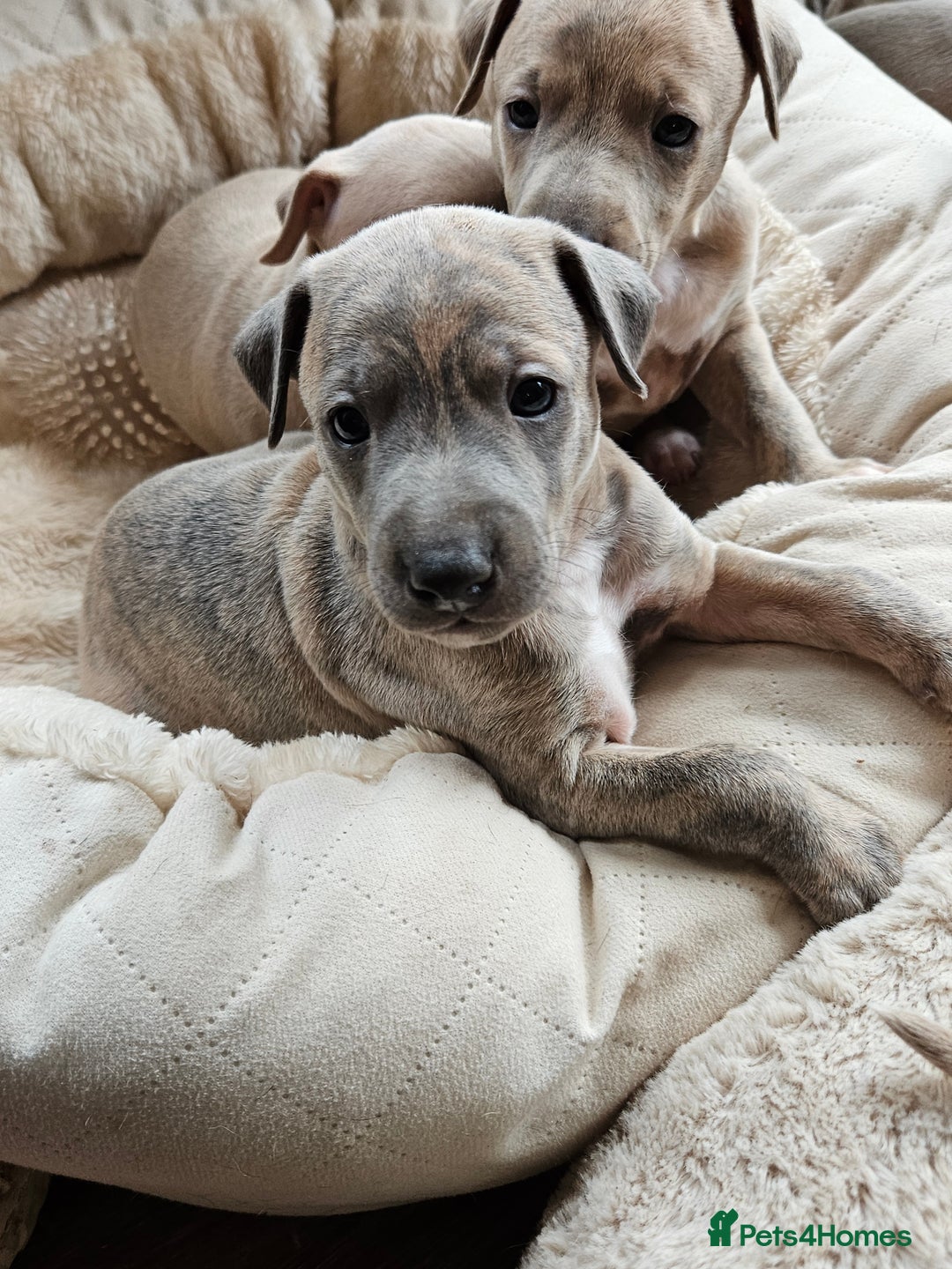 Whippet dogs for sale: ✨🐾 Gorgeous KC Registered Whippet puppies  🐾✨  - Advert 21