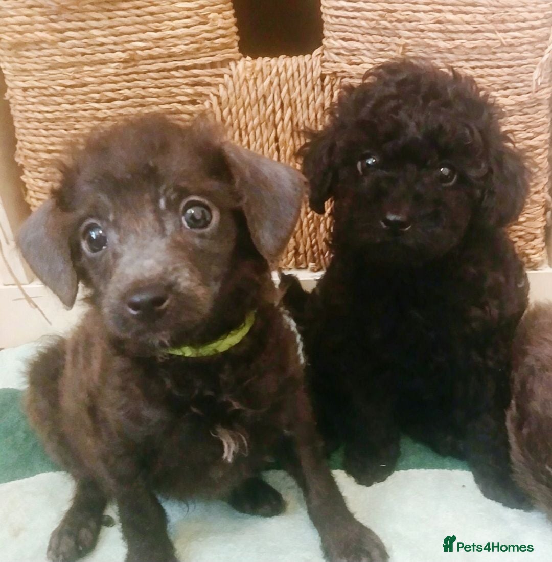 Toy Poodle dogs 🏡Ready to leave🏡 - Advert 2