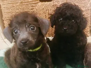 Toy Poodle dogs 🏡Ready to leave🏡 - Advert 2