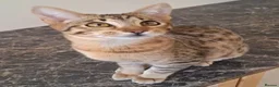 Savannah cats for sale: SAVANNAH TICA SBTF6 MERCURY SILVER - Advert 8