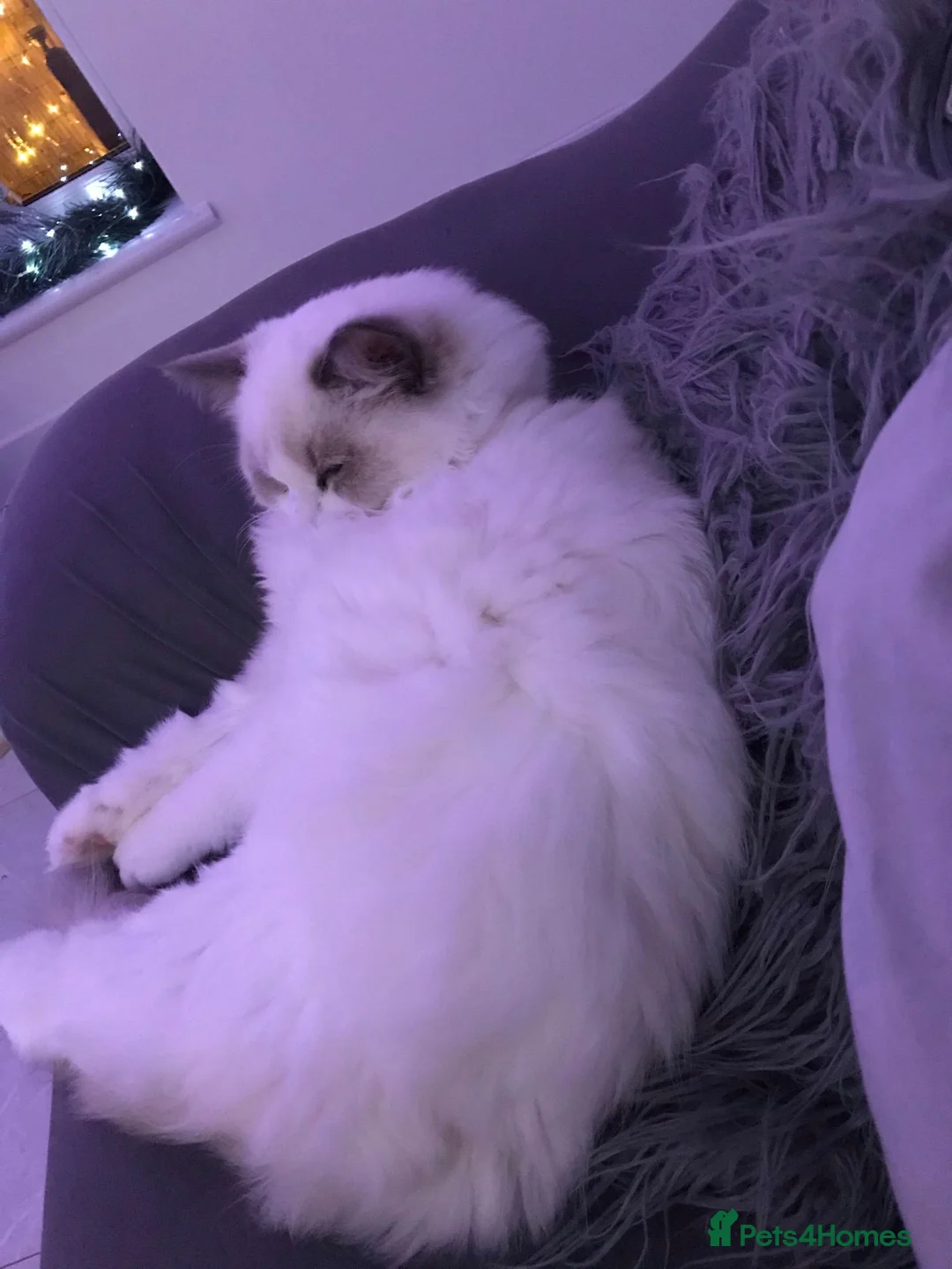 Ragdoll cats for stud: Ragdoll stud - Advert 4