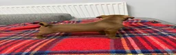 Patterdale Terrier dogs for sale: Patterdale terrier pups  - Advert 6
