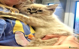 Ragdoll cats for sale: Fluffdoll Ragdoll  - Image 3