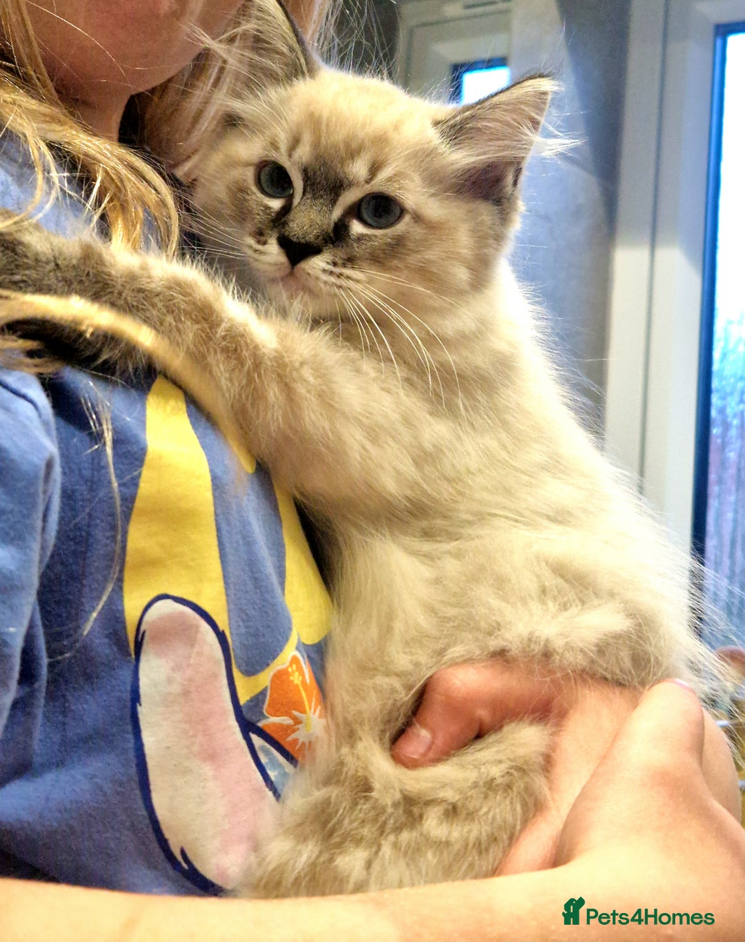 Ragdoll cats for sale: Fluffdoll Ragdoll  - Image 3