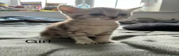 American Shorthair cats for sale:  Little treasures with big hearts  - Advert 3