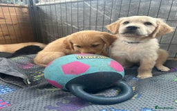 Golden Retriever dogs for sale: Kc registered Golden Retriever puppies available  - Image 25