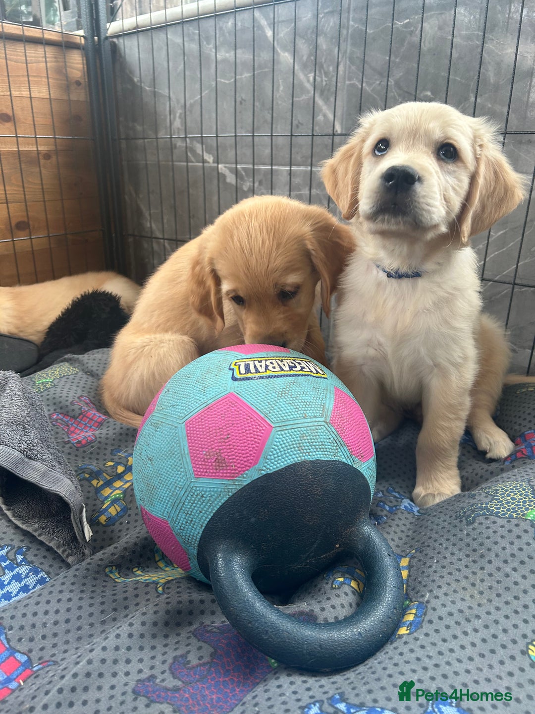 Golden Retriever dogs for sale: Kc registered Golden Retriever puppies available  - Image 25