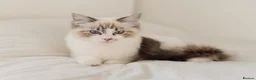 Ragdoll cats for sale: Ragdoll princess looking for her forever home - Advert 20