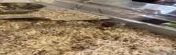 Gerbil rodents for sale: 2 baby sisters - Advert 6
