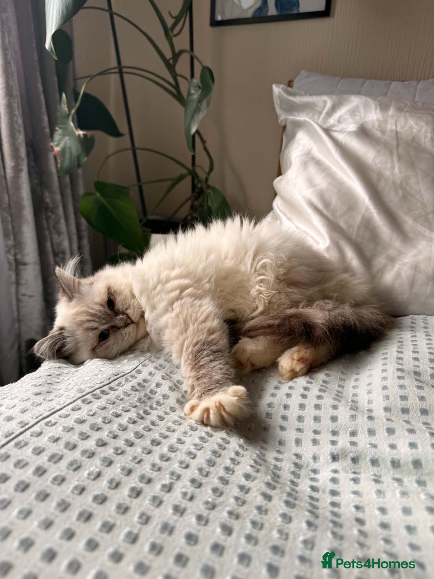 Ragdoll cats Beautiful, Adorable & Friendly Ragdoll Kitten  - Advert 1
