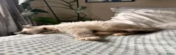 Ragdoll cats for sale: Beautiful, Adorable & Friendly Ragdoll Kitten  - Advert 1