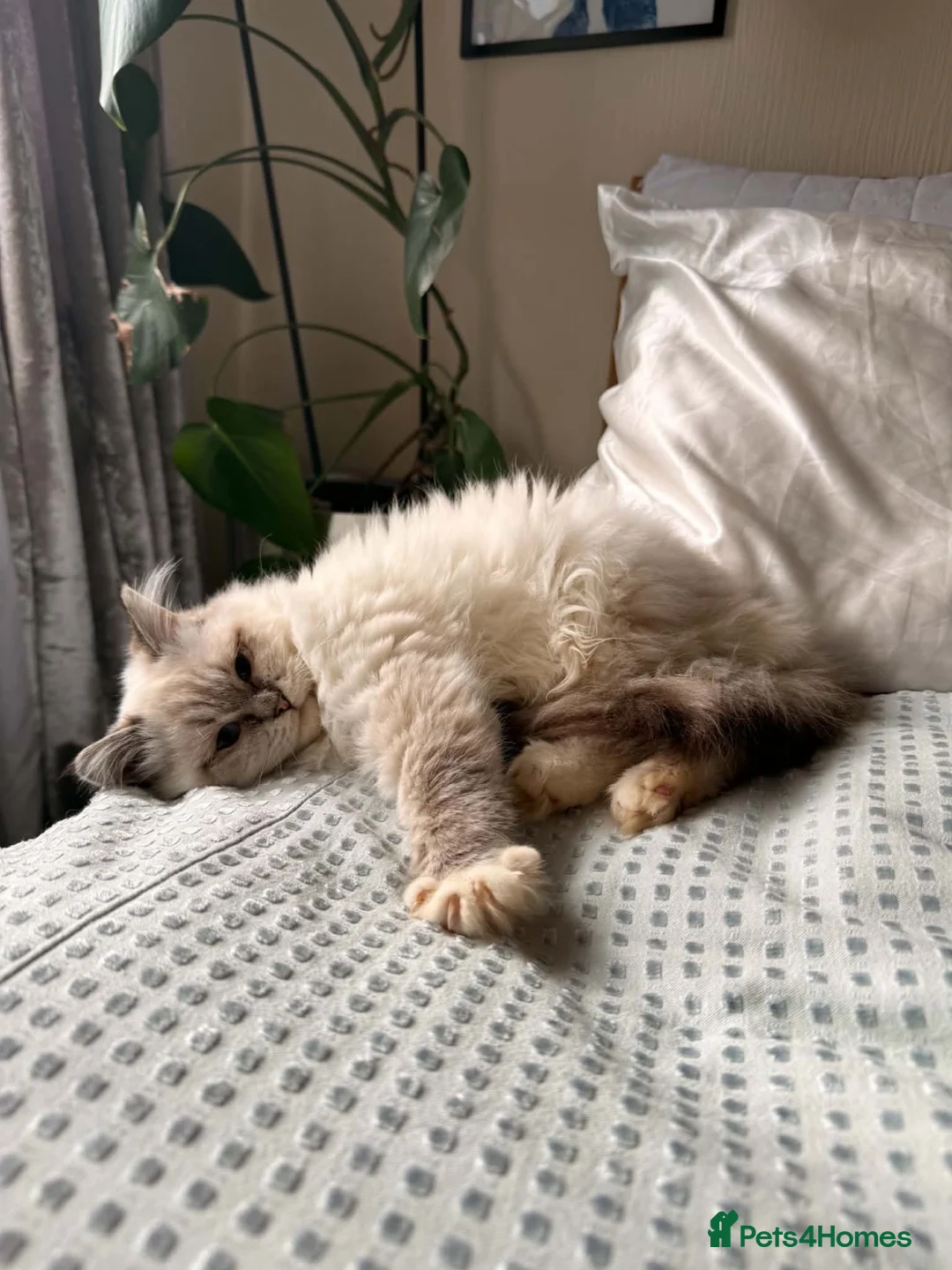Ragdoll cats for sale: Beautiful, Adorable & Friendly Ragdoll Kitten  - Advert 1