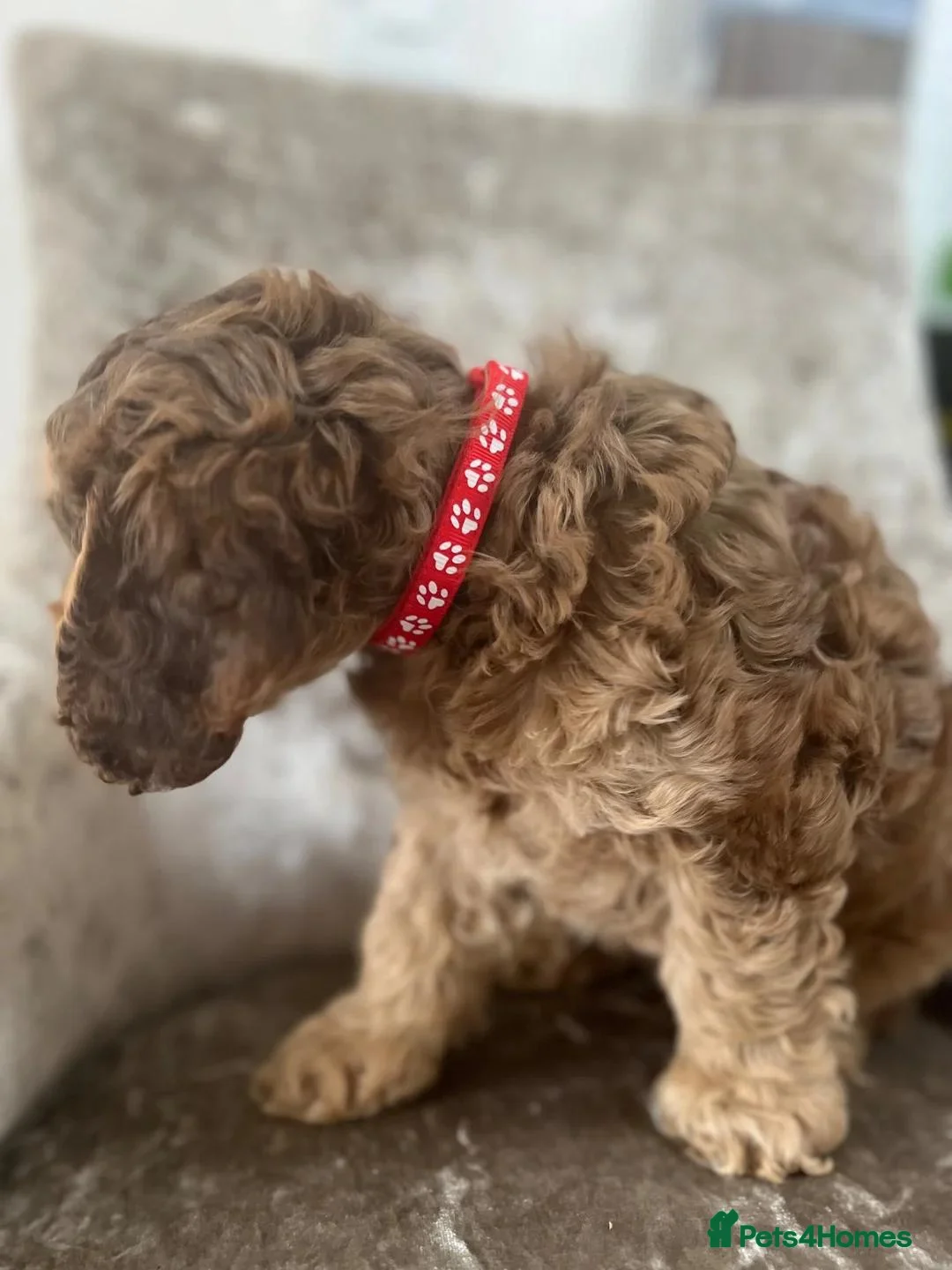 Cockapoo dogs for sale: Beautiful Cockapoo Puppies Ready To Leave in Derby - Advert 5