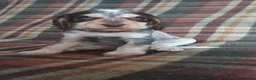 Cocker Spaniel dogs for sale: Beautiful hereditary clear show cocker spanial - Advert 4