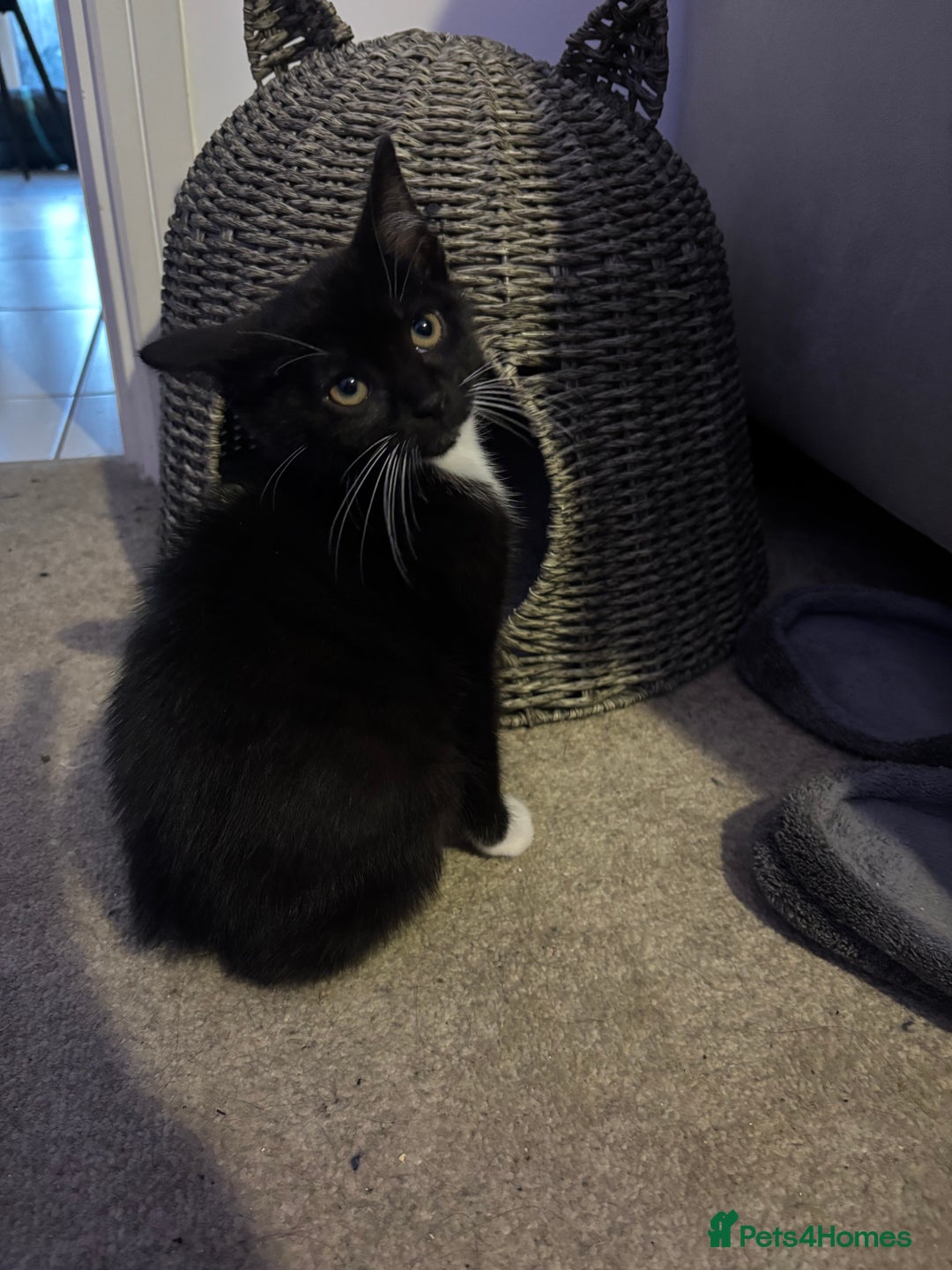 British Shorthair cats for sale: Kitten for sale  - Advert 2