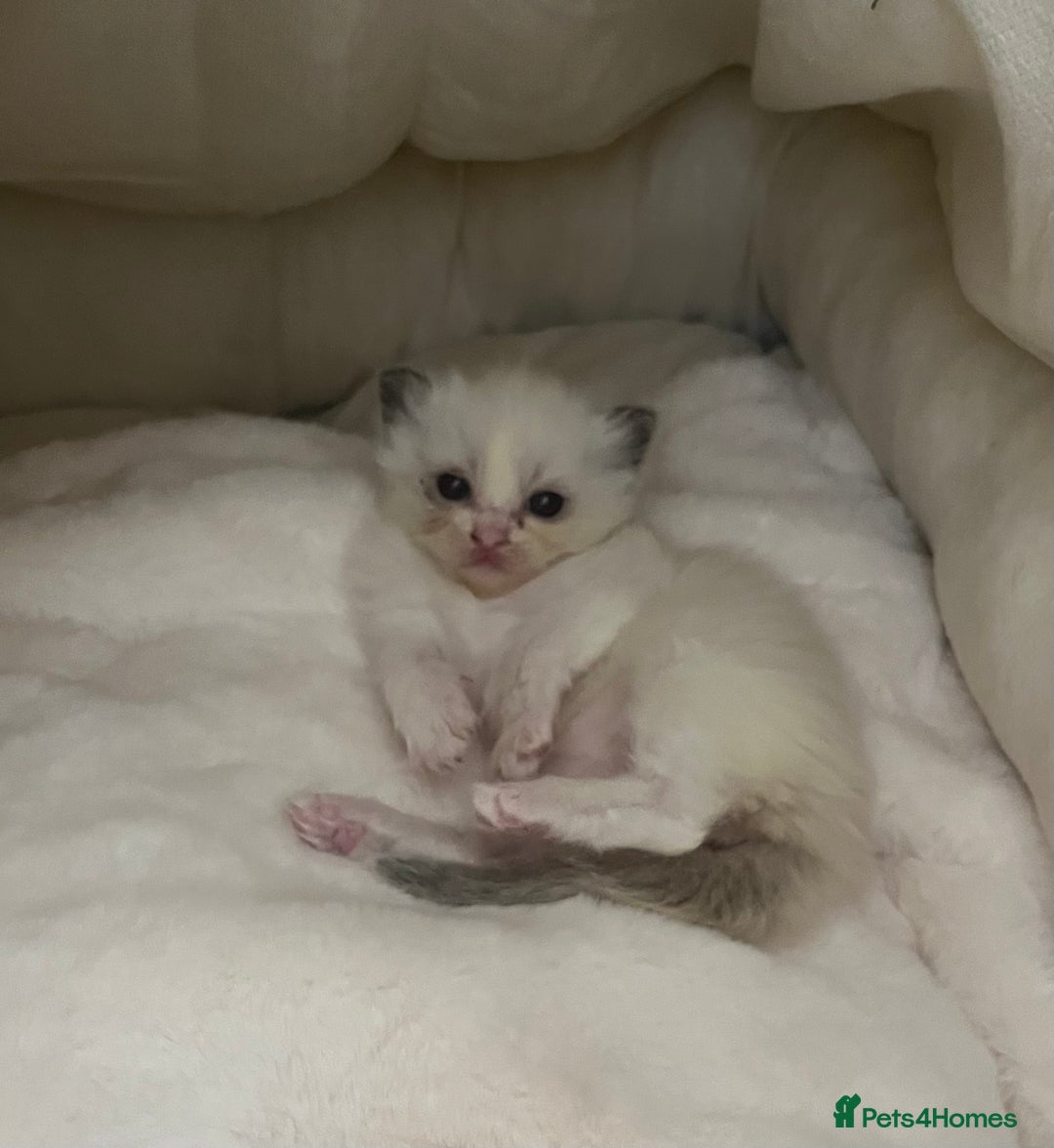 Ragdoll cats for sale: Beautiful Ragdoll Kittens (GCCF)TICA Reg. - Image 9