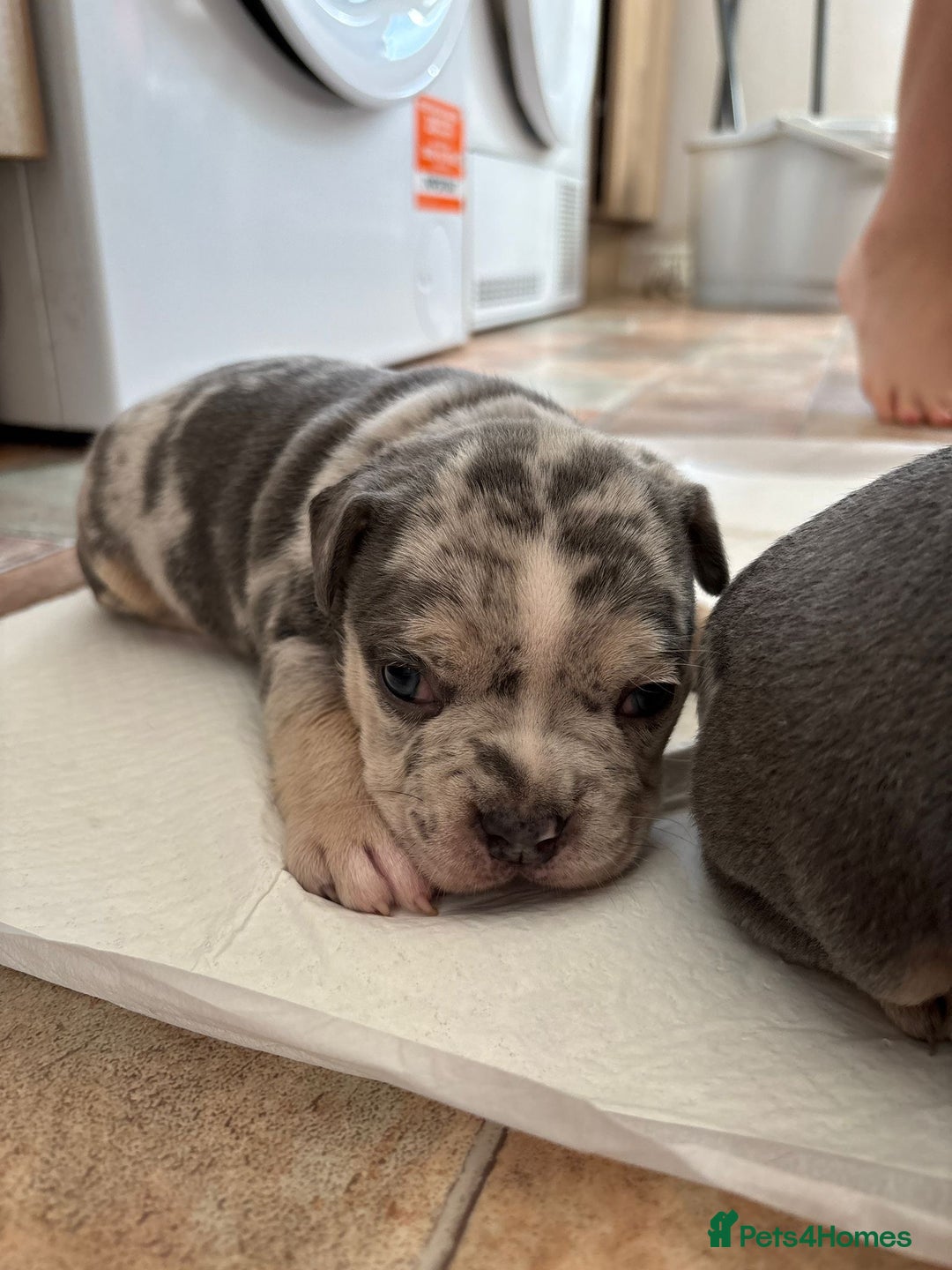 Mixed Breed dogs for sale: French bulldog cross pocket bully puppies  - Image 4