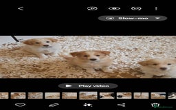 Border Collie dogs for sale: STUNNING GOLD/BLONDE KC REG BORDER COLLIES - Image 4