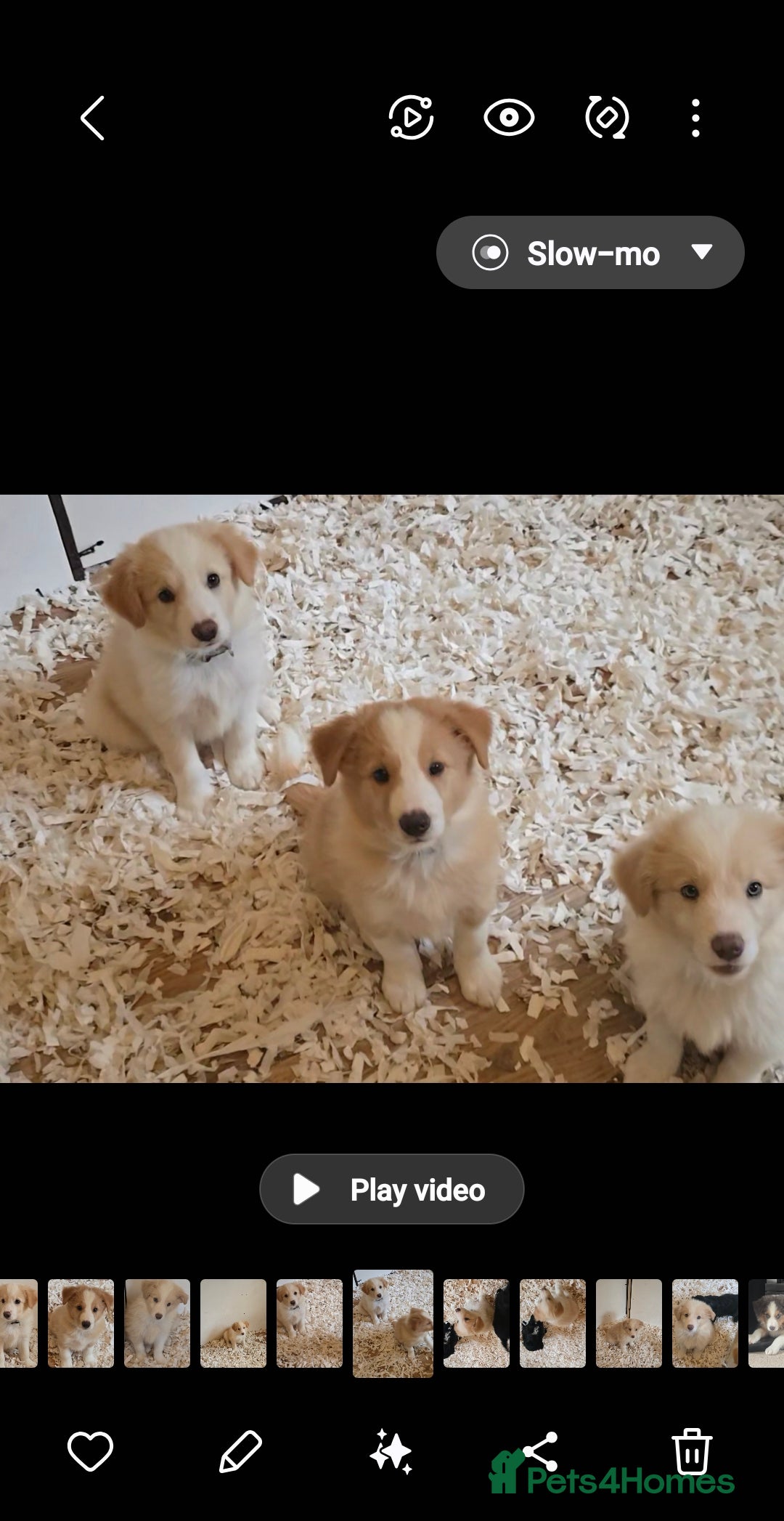 Border Collie dogs for sale: STUNNING GOLD/BLONDE KC REG BORDER COLLIES - Image 4