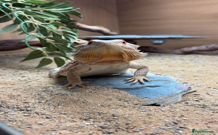 Bearded Dragon reptiles - Advert 2