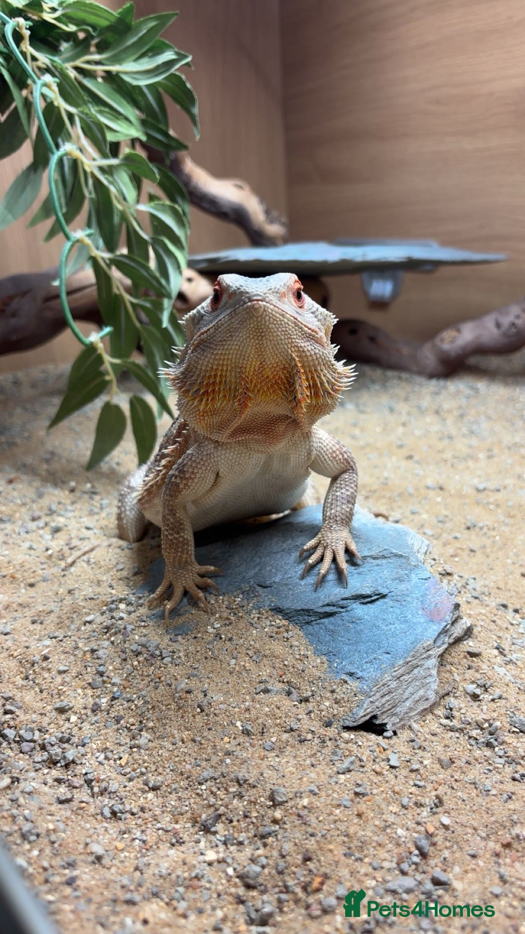 Bearded Dragon reptiles for sale: Bearded dragon and set up - Image 1