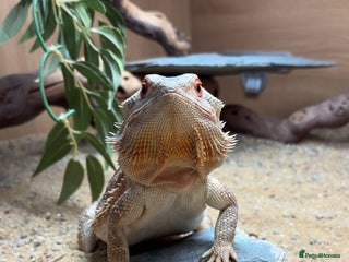 Bearded Dragon reptiles Bearded dragon and set up - Advert 15
