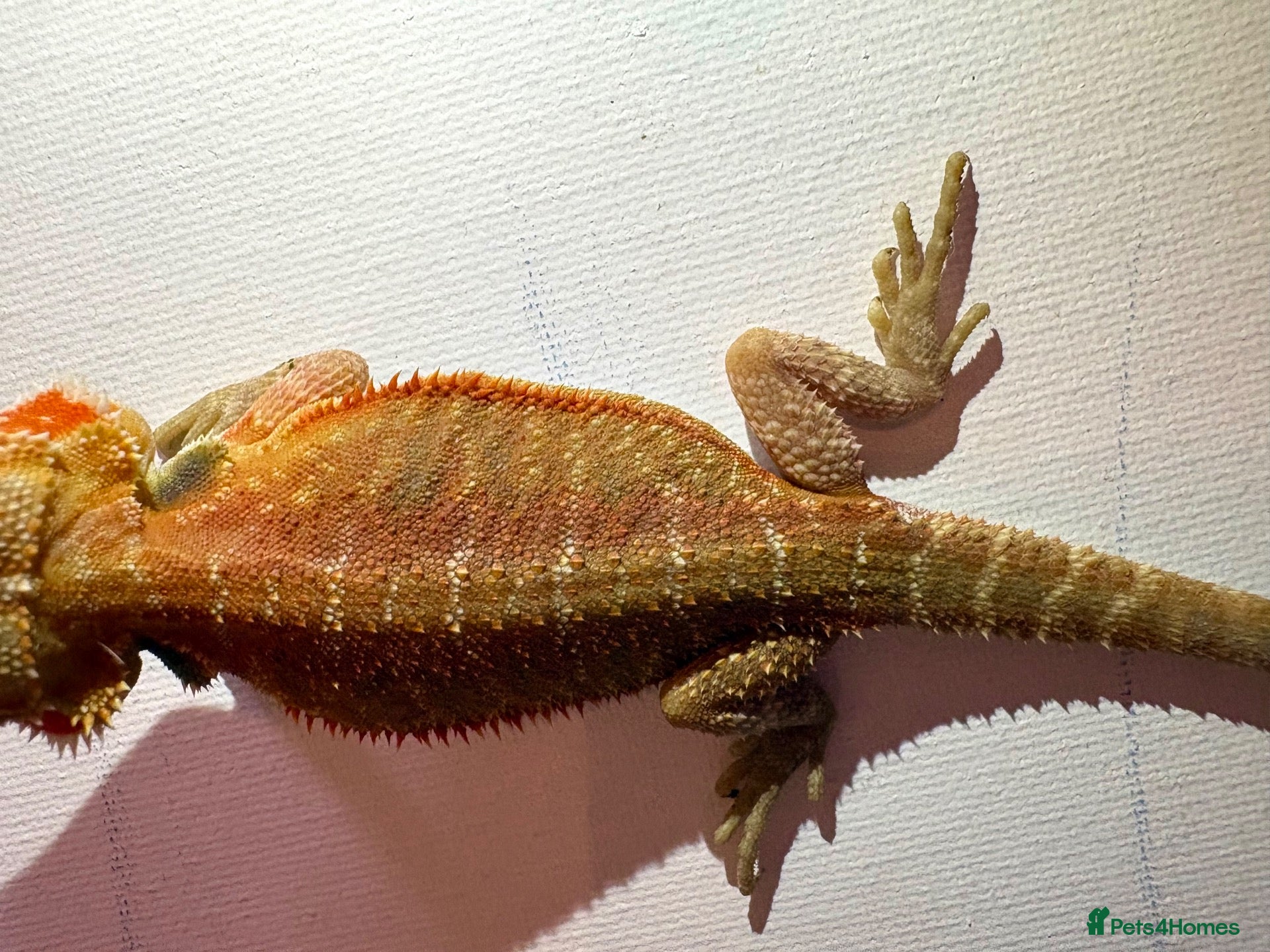 Bearded Dragon reptiles Stunning baby bearded dragons  - Advert 2