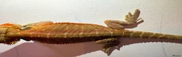 Bearded Dragon reptiles for sale: Stunning baby bearded dragons  - Advert 2