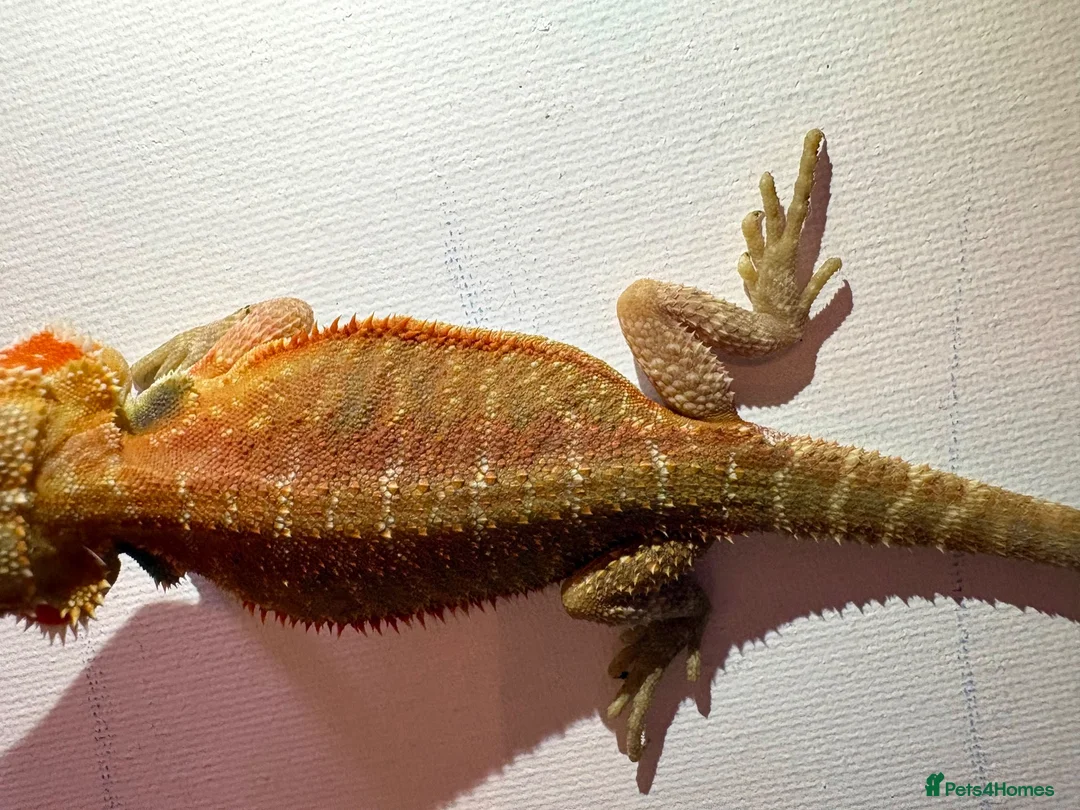 Bearded Dragon reptiles for sale: Stunning baby bearded dragons  - Advert 2