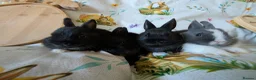 Netherland Dwarf rabbits for sale: Netherland dwarf rabbits - Advert 3