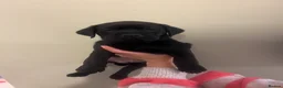 Mixed Breed dogs for sale: Bulldog Labrador mix puppies  - Advert 10