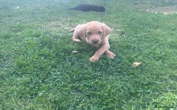 Labrador Retriever dogs for sale: Beautiful Labrador pups  - Image 11