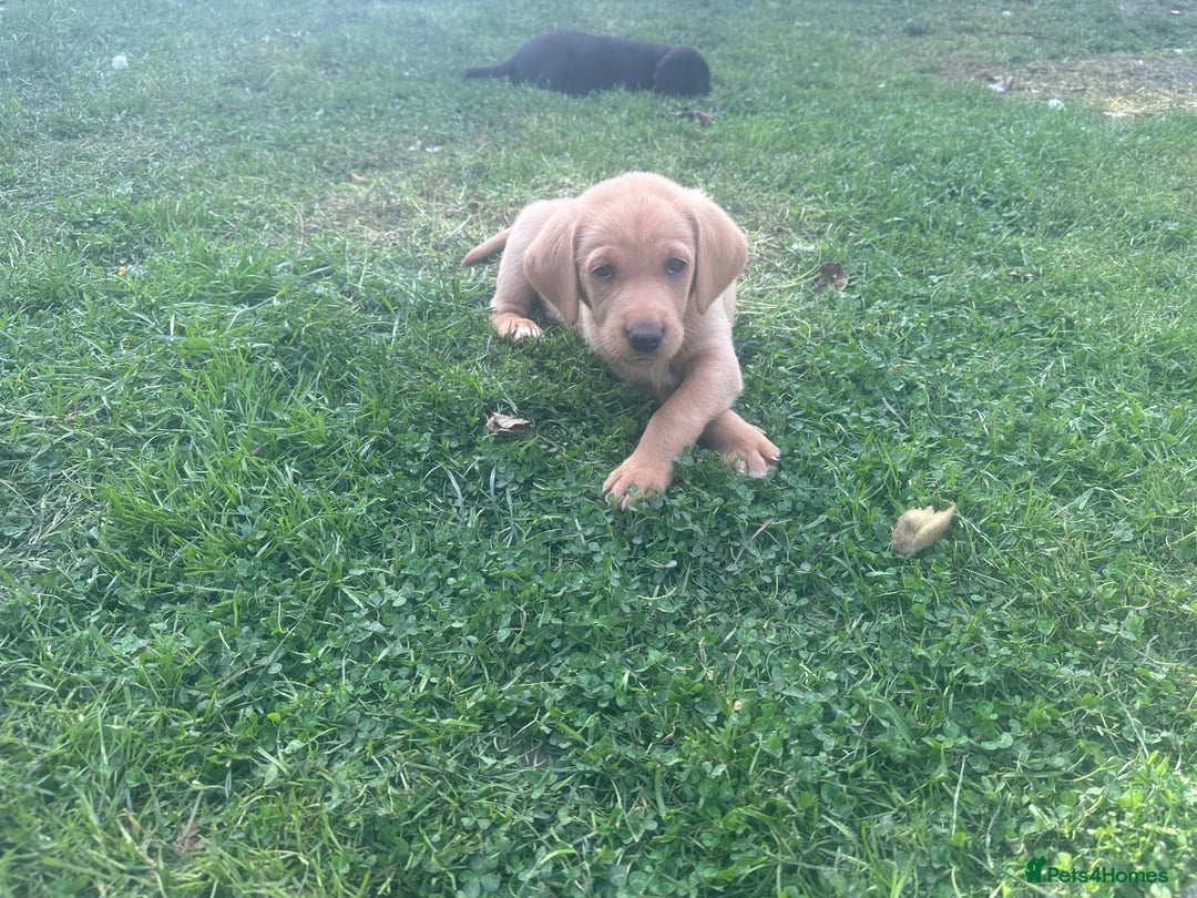 Labrador Retriever dogs for sale: Beautiful Labrador pups  - Image 11