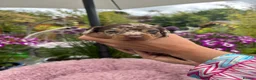 Miniature Dachshund dogs for sale: Gorgeous KC Miniature shorthair Dachshund Puppies  - Advert 7