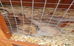 Mixed Breed rabbits for sale: Rex cross mini lop - Image 4