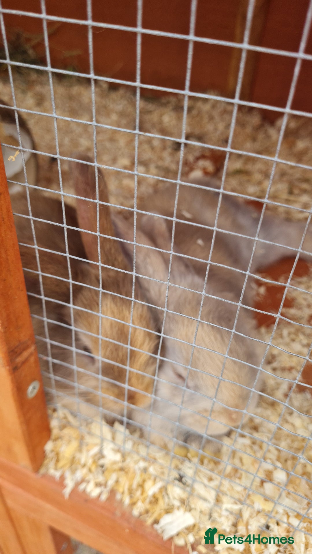 Mixed Breed rabbits for sale: Rex cross mini lop - Image 4