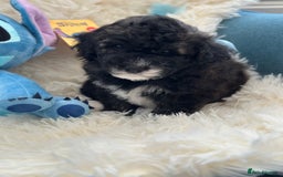 Poochon dogs for sale: Poochon puppies  - Image 38