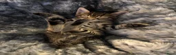 Bengal cats for sale: Bengal 75% maine coon 25%   - Advert 15