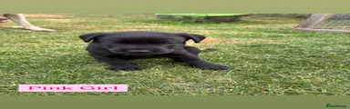 Labrador Pink Collar