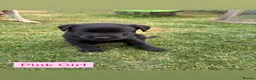 Labrador Retriever dogs for sale: KC Labrador Puppies in Gillingham - Advert 9