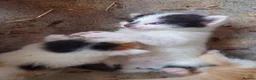 Mixed Breed cats for sale: Friendly Farm Kittens - Advert 4